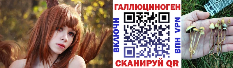 Псилоцибиновые грибы Psilocybe  Майский 